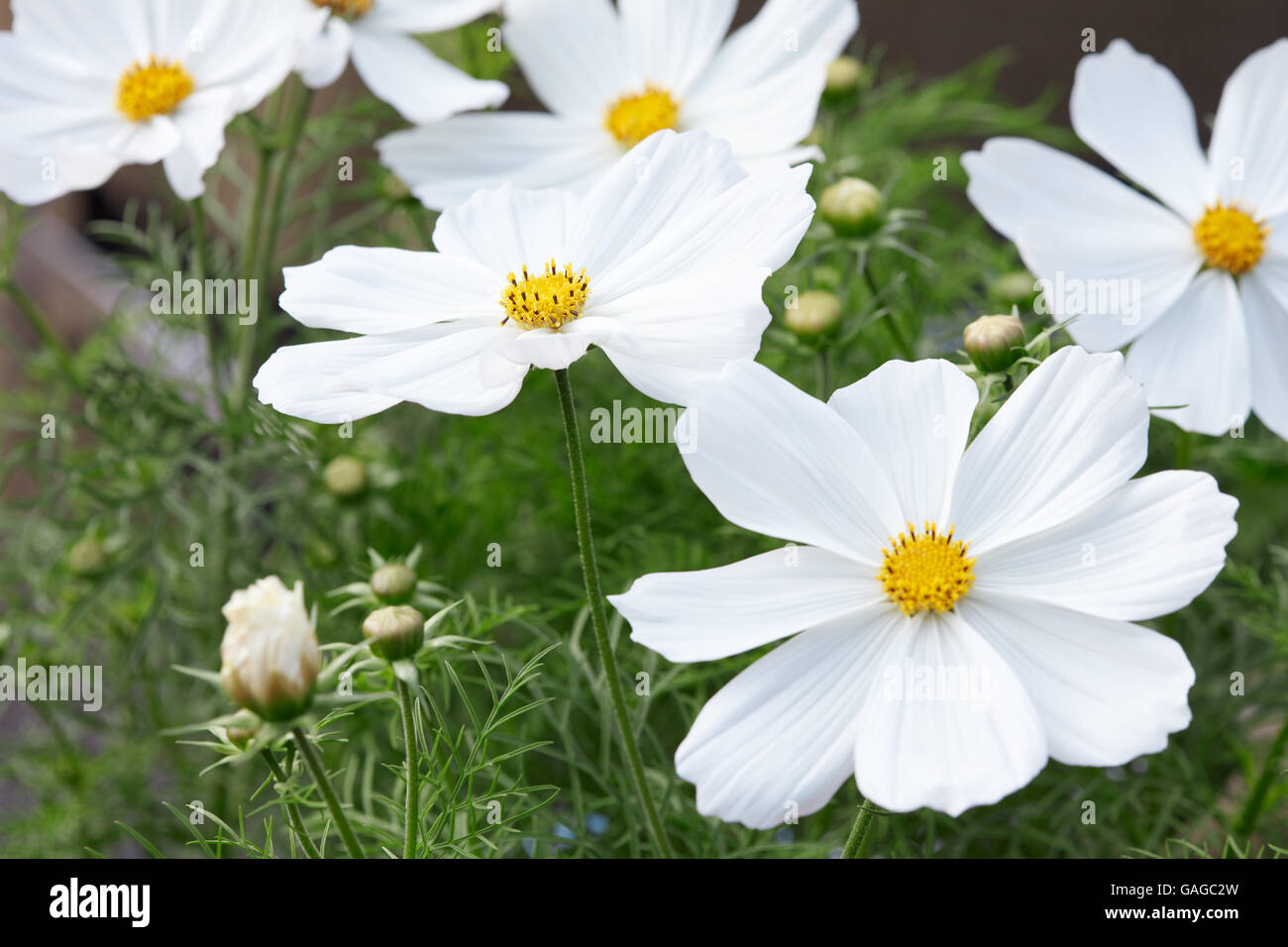 Jardin blanc fleurs Cosmos bipinnatus cosmos, l'arrière-plan Photo Stock -  Alamy