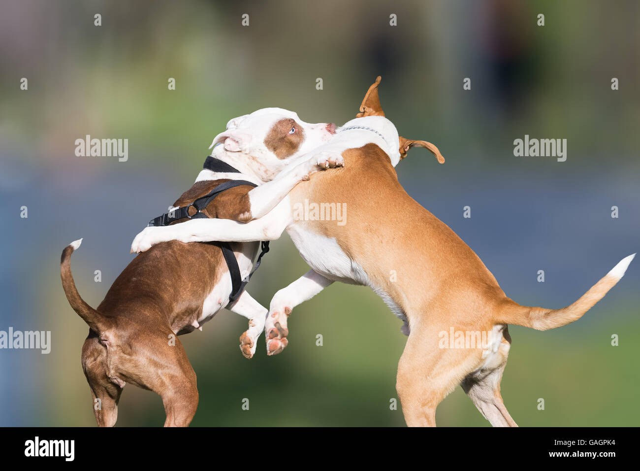 Wild jouer de deux chiens dans un parc. Banque D'Images