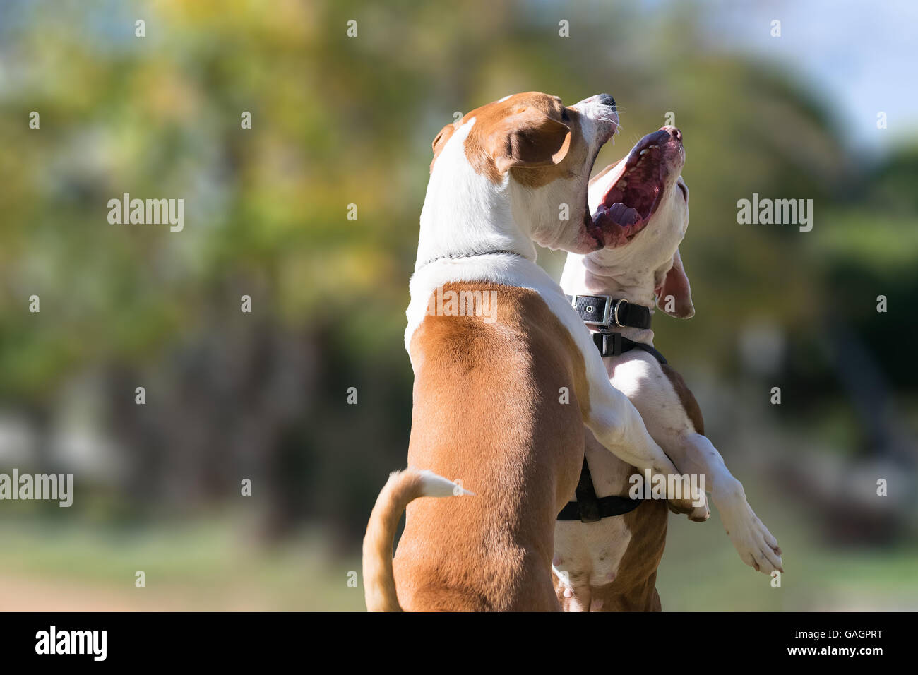 Deux chiens dans un parc, l'un contre l'autre. Un beau moment de face à face deux chiens jouant. Banque D'Images