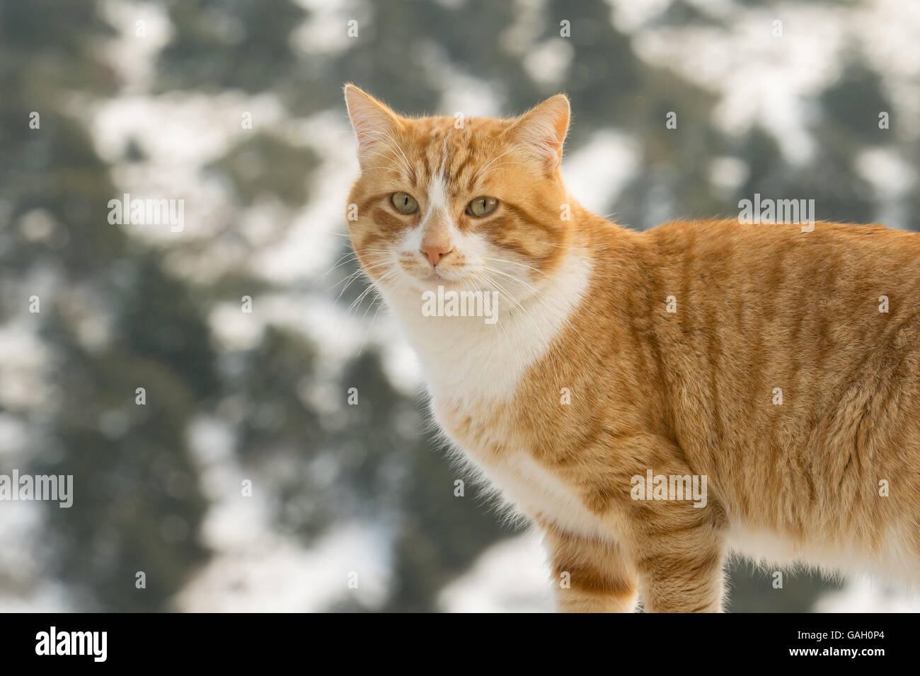 Portrait d'un chat contre un arrière-plan flou de neige. Banque D'Images