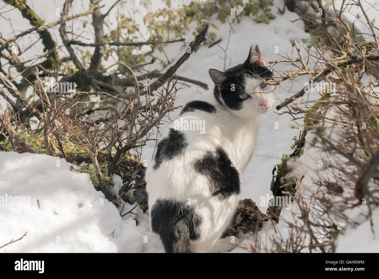 Beau chat portrait dans un environnement enneigé. Banque D'Images