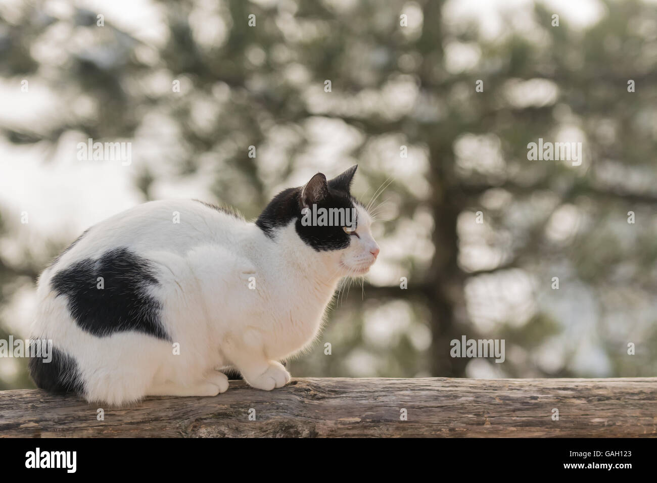 Chat blanc avec points noirs contre un arbre enneigé. Banque D'Images