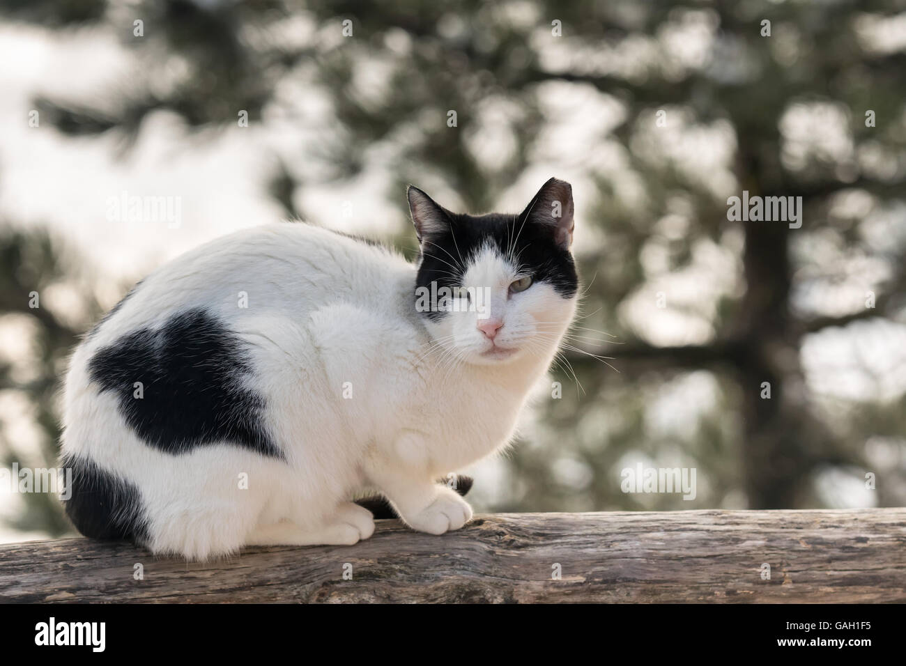 Close up d'un chat contre l'arbre enneigé. Banque D'Images