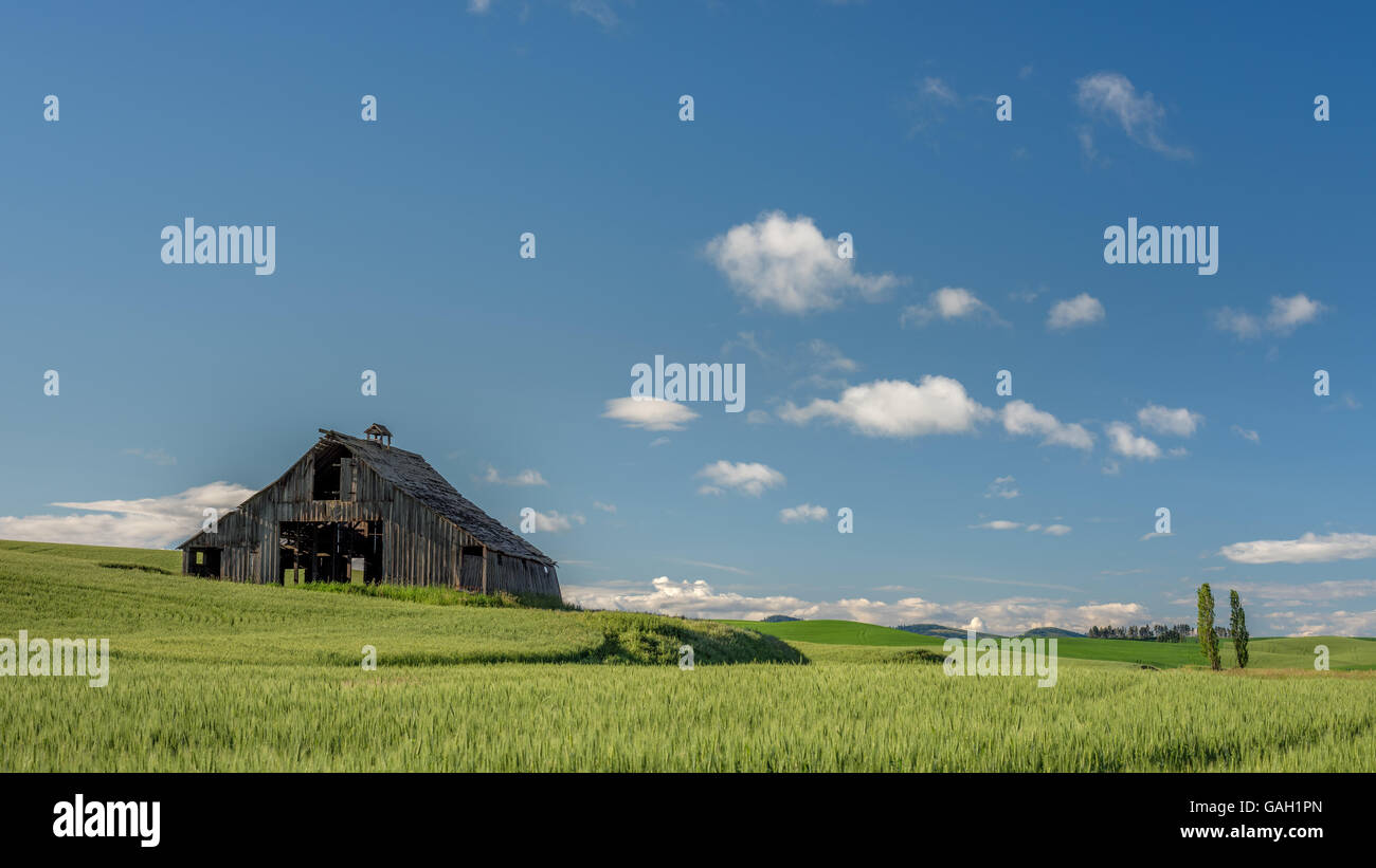 Ancienne grange en bois au milieu d'un champ de blé Banque D'Images