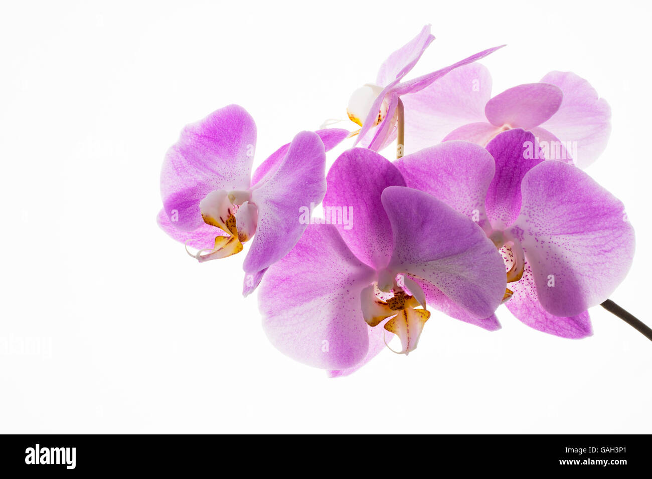 Branche d'orchidées fraîches sur fond blanc. Forme de fleur. Fond de fleurs. Bouquet de fleurs. Carte de vœux. La fête des mères. Place Banque D'Images Branche d'orchidées fraîches sur fond blanc. Forme de fleur. Fond de fleurs. Bouquet de fleurs. Carte de vœux. La fête des mères. Place Banque D'Images