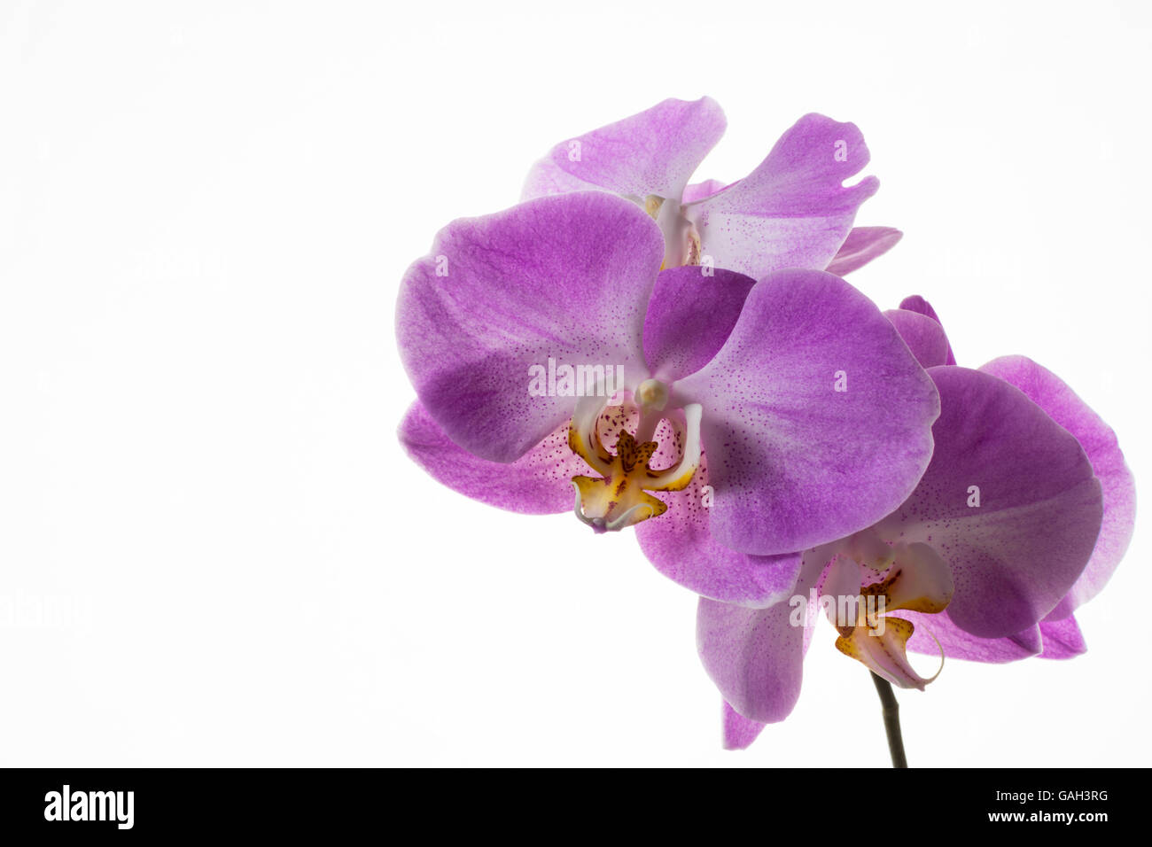 Branche d'orchidées phalaenopsis frais sur fond blanc. Forme de fleur. Fond de fleurs. Bouquet de fleurs. Carte de vœux. Mère Banque D'Images Branche d'orchidées phalaenopsis frais sur fond blanc. Forme de fleur. Fond de fleurs. Bouquet de fleurs. Carte de vœux. Mère Banque D'Images