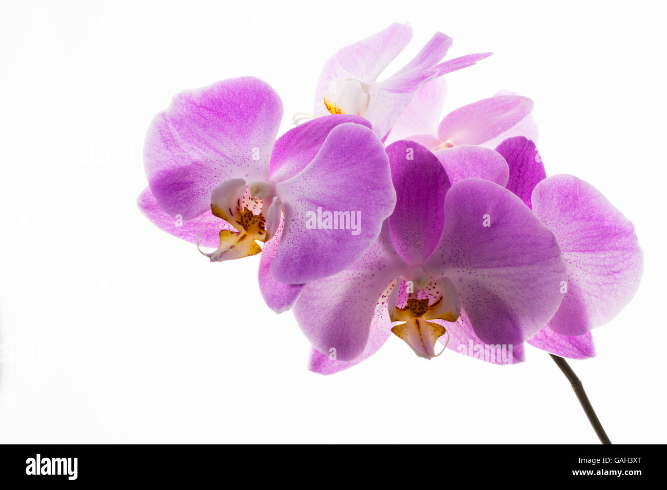 Direction générale des orchidées phalaenopsis sur fond blanc. Forme de fleur. Fond de fleurs. Bouquet de fleurs. Carte de vœux. La fête des mères. Pl Banque D'Images Direction générale des orchidées phalaenopsis sur fond blanc. Forme de fleur. Fond de fleurs. Bouquet de fleurs. Carte de vœux. La fête des mères. Pl Banque D'Images