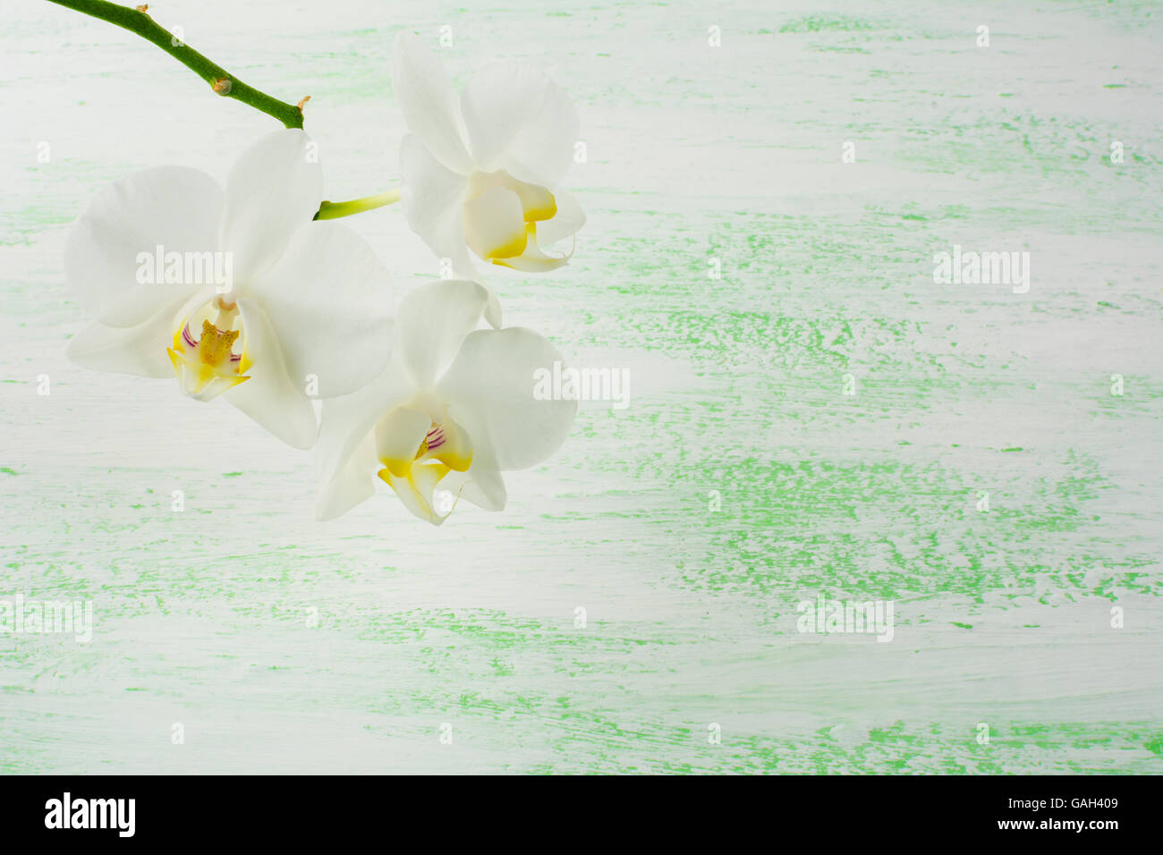 Phalaenopsis blanc orchidées direction générale. Forme de fleur. Fond de fleurs. Bouquet de fleurs. Carte de vœux. La fête des mères. Place pour le texte. Banque D'Images