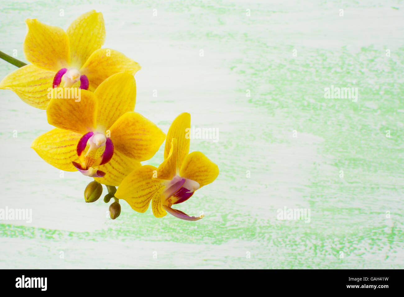 Phalaenopsis jaune direction générale des orchidées. Forme de fleur. Fond de fleurs. Bouquet de fleurs. Carte de vœux. La fête des mères. Plac Banque D'Images