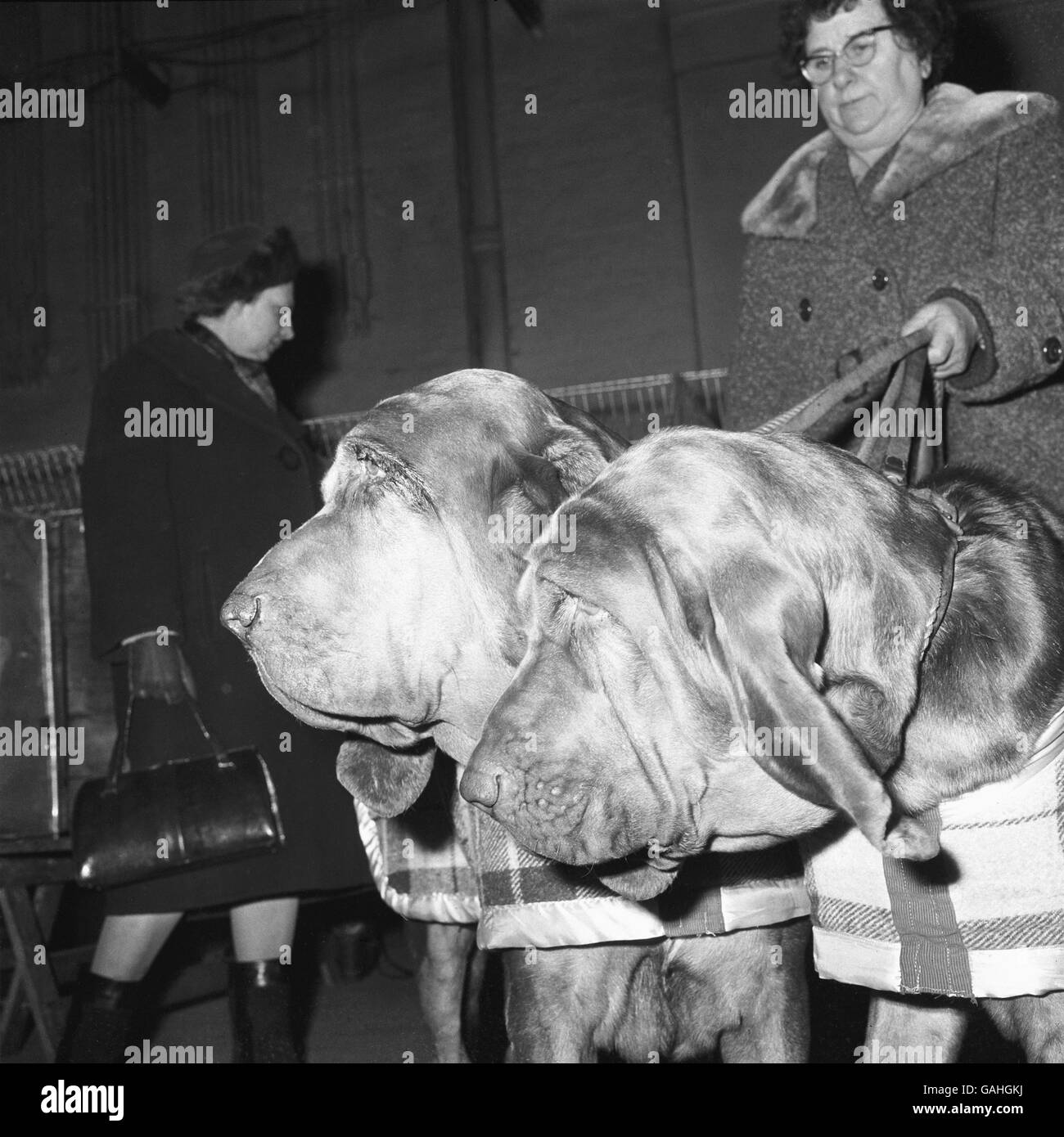 Animaux - Cruft's Dog Show - Olympia Banque D'Images