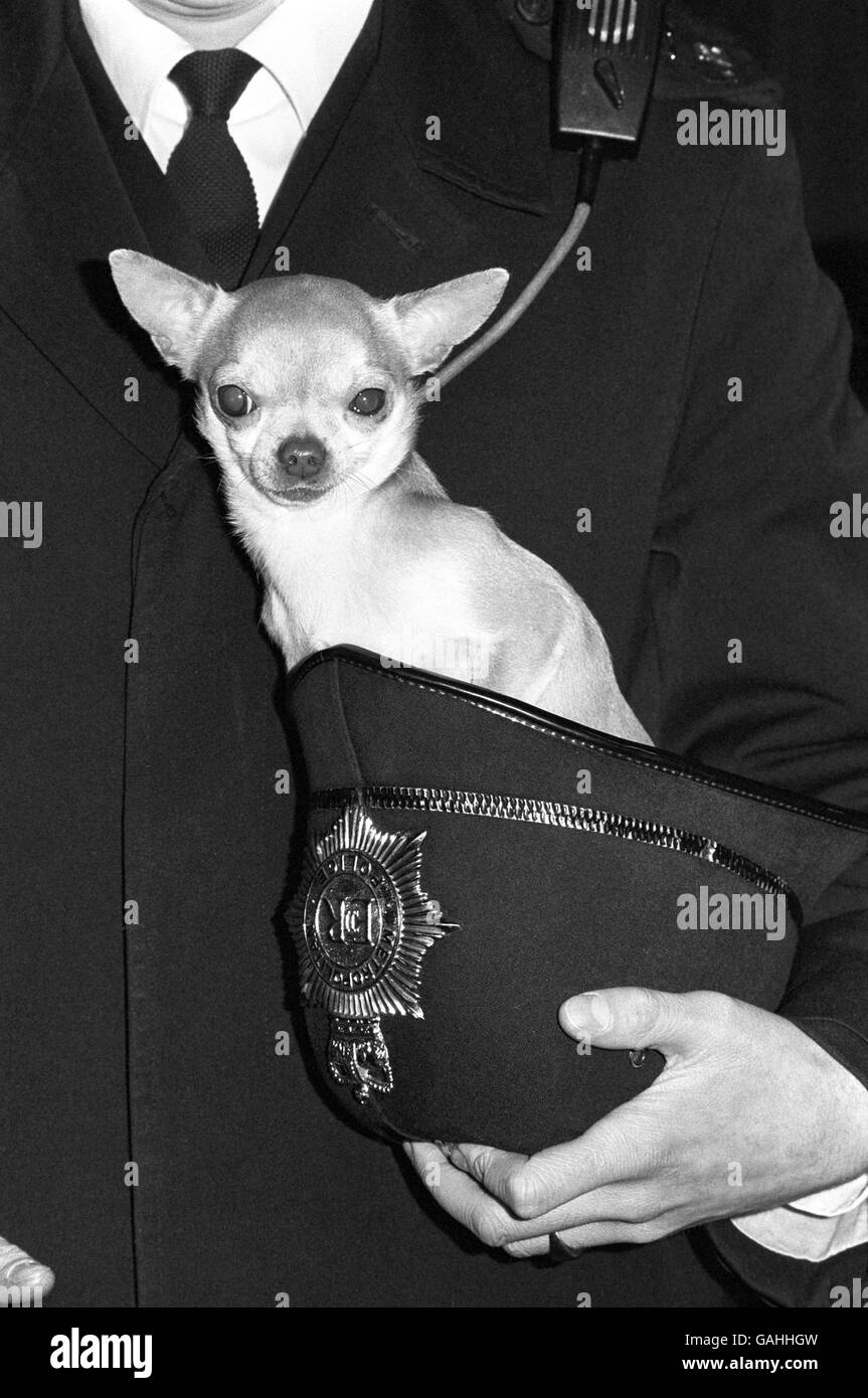 Animaux - Cruft's Dog Show - Earles Cour Banque D'Images