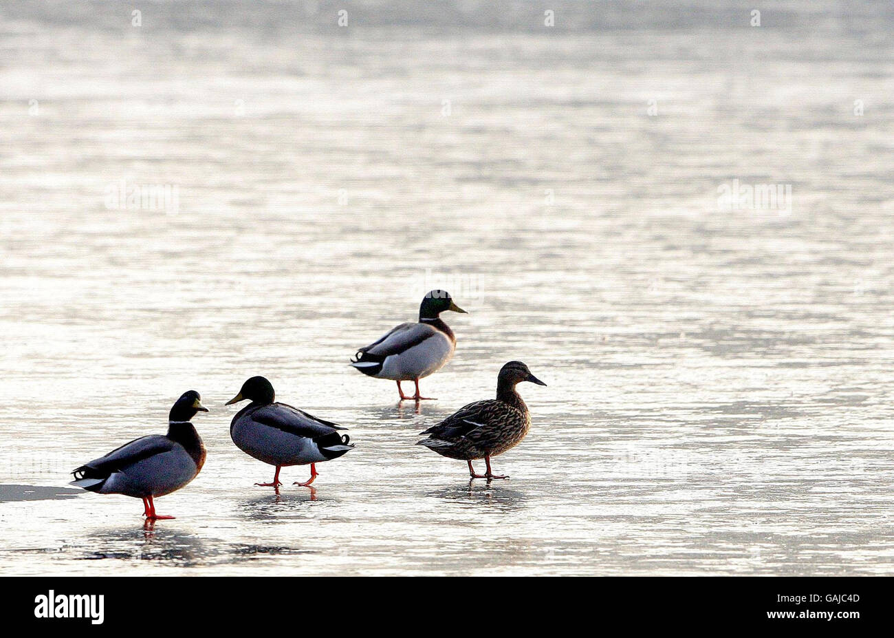 Les canards marchent sur le lac des gardes gelés à North Tyneside, où les températures sont tombées bien en dessous du point de congélation. Banque D'Images