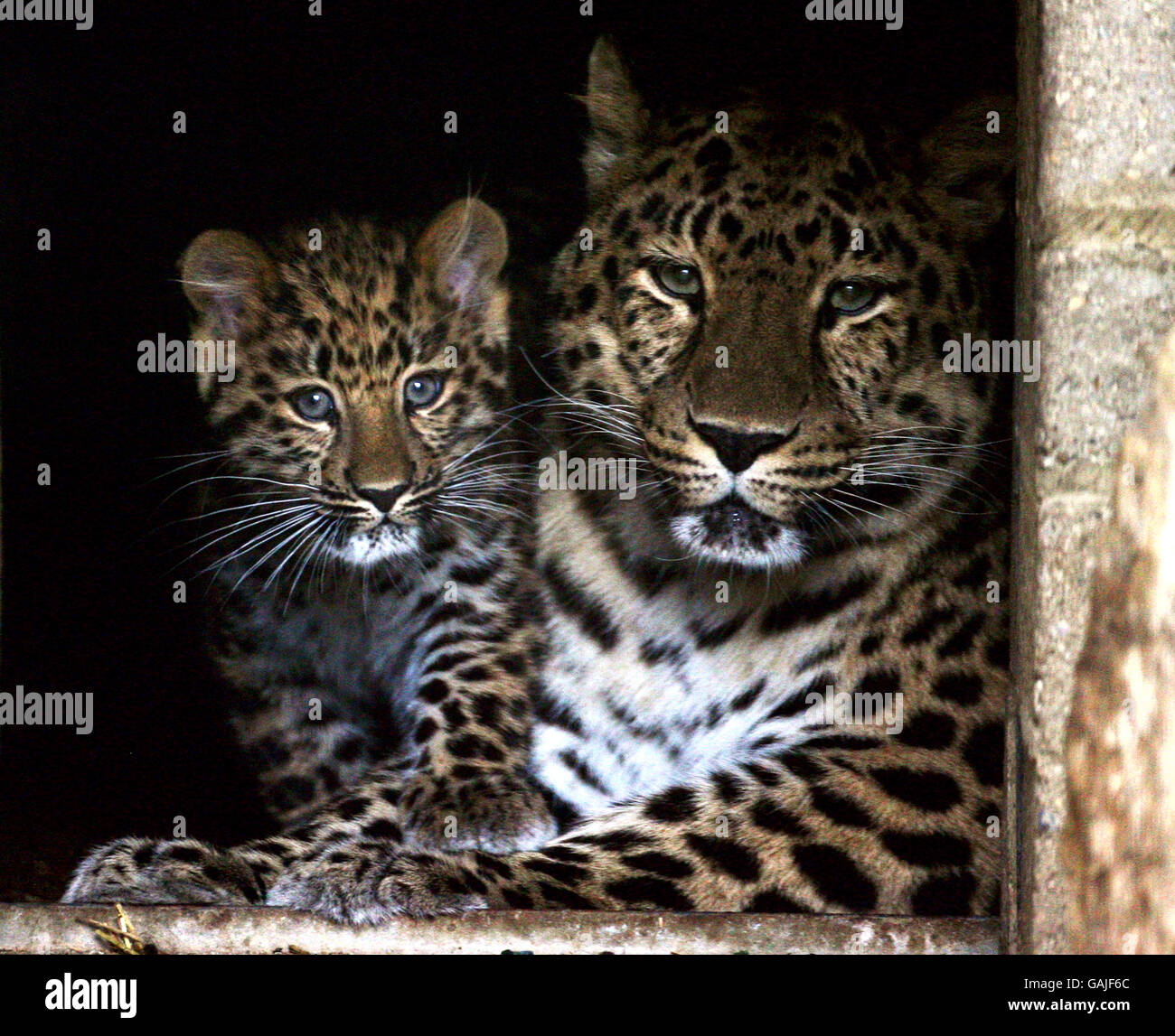 Ascha, un léopard d'Amur avec son CUB de 14 semaines encore sans nom au parc zoologique de Marwell à Winchester, Hampshire. Banque D'Images