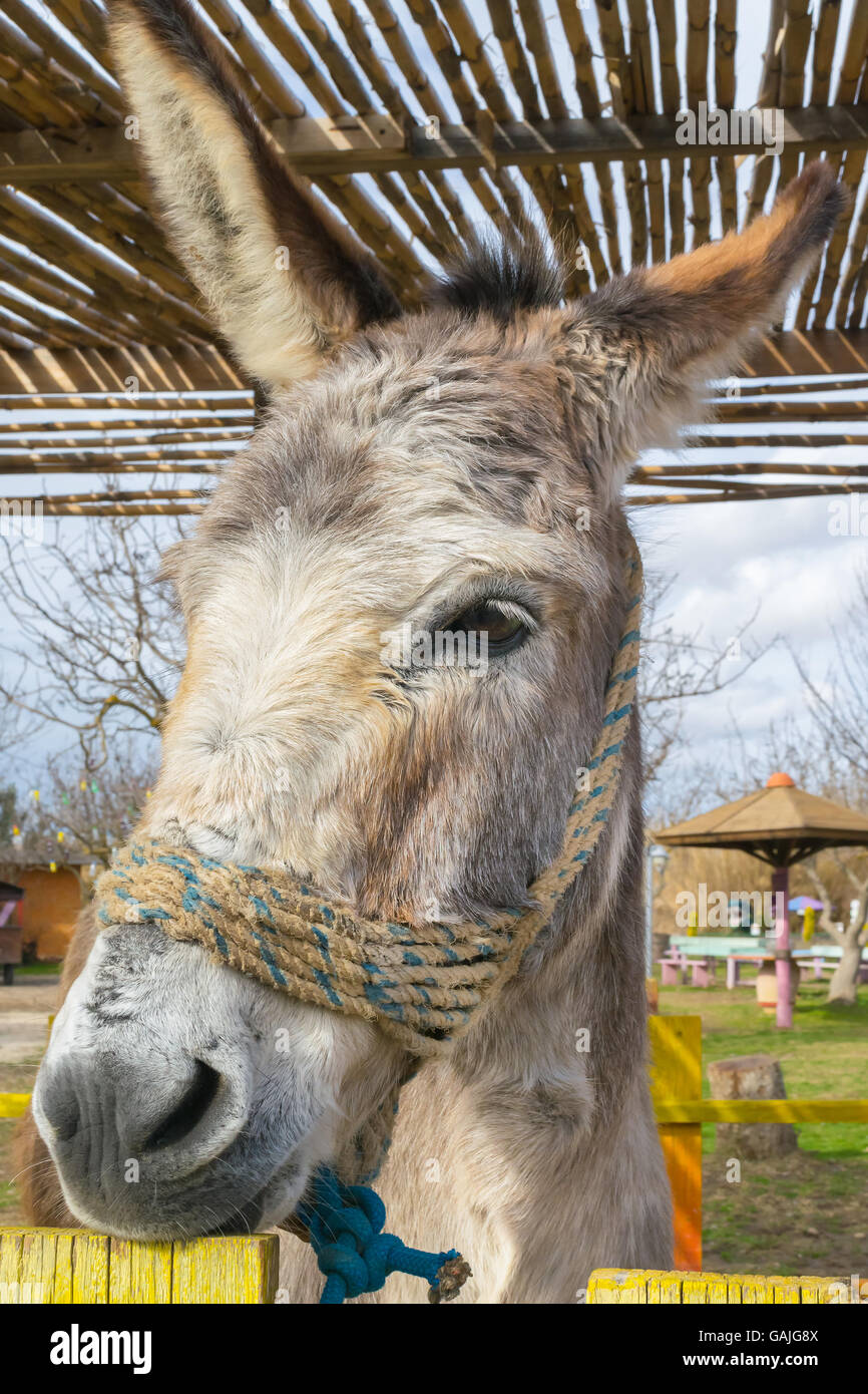 Portrait de l'âne à un parc. Banque D'Images
