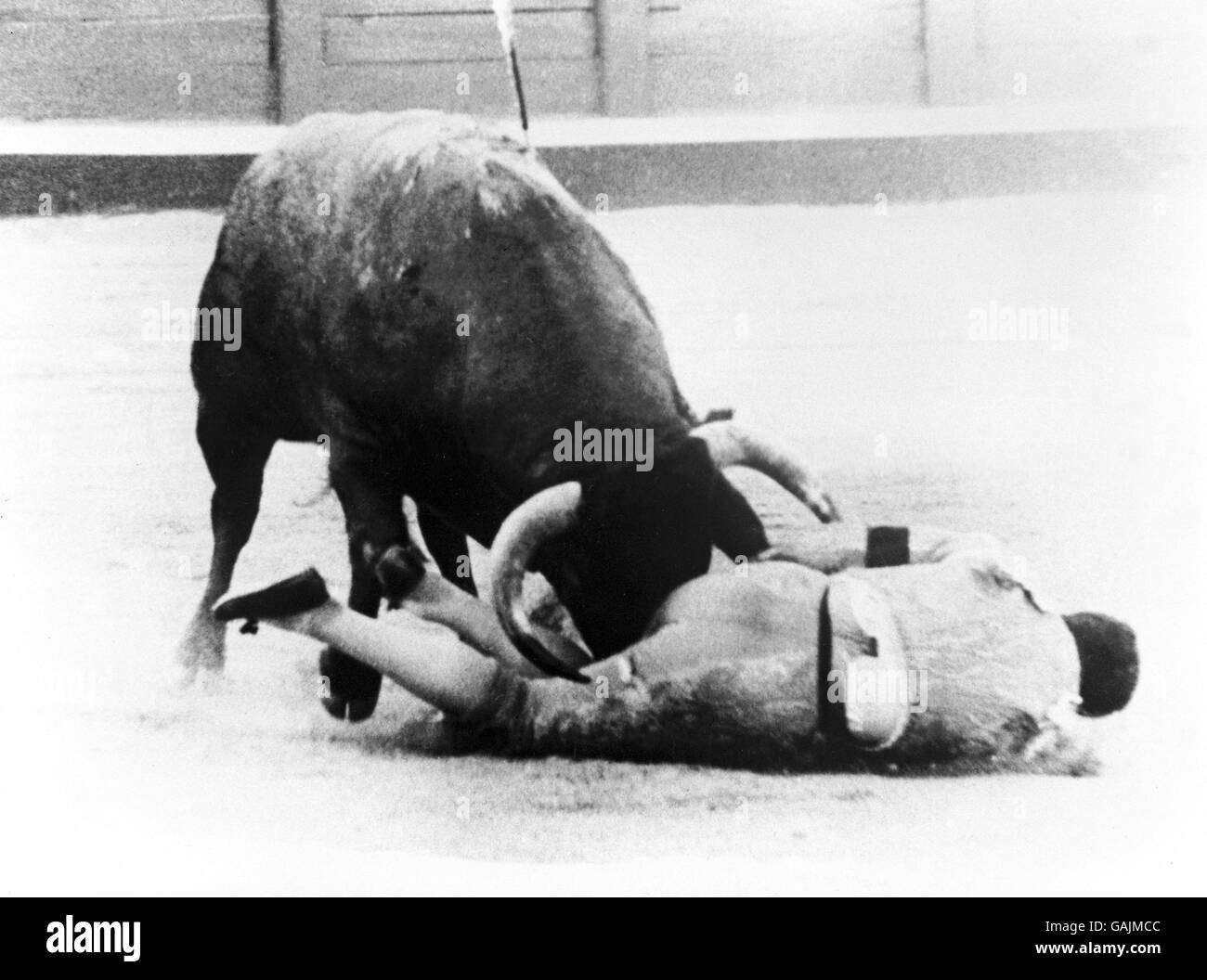 Le matador Antonio Ordonez est amarré par un taureau pendant le Festival d'automne à Salamanque Banque D'Images