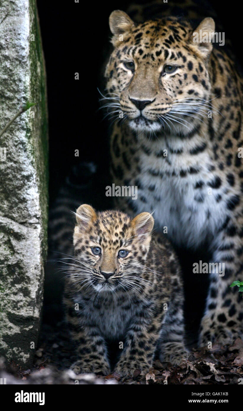 Amur Leopard, une femme de 14 semaines sans amours, explore son enceinte au Marwell Zoological Park de Winchester, dans le Hampshire. Banque D'Images