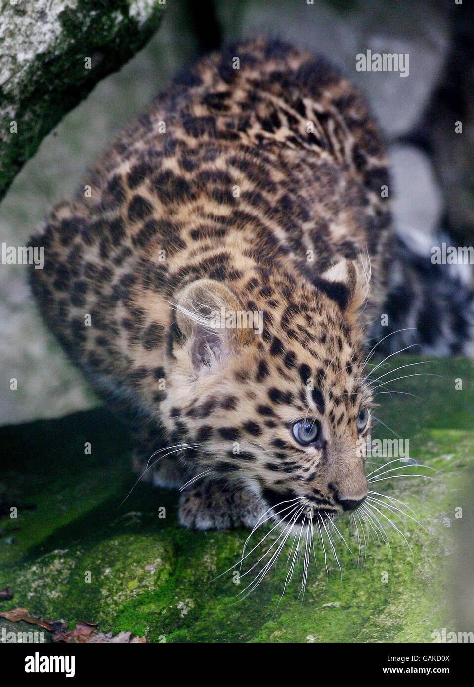 Cub léopard Banque D'Images