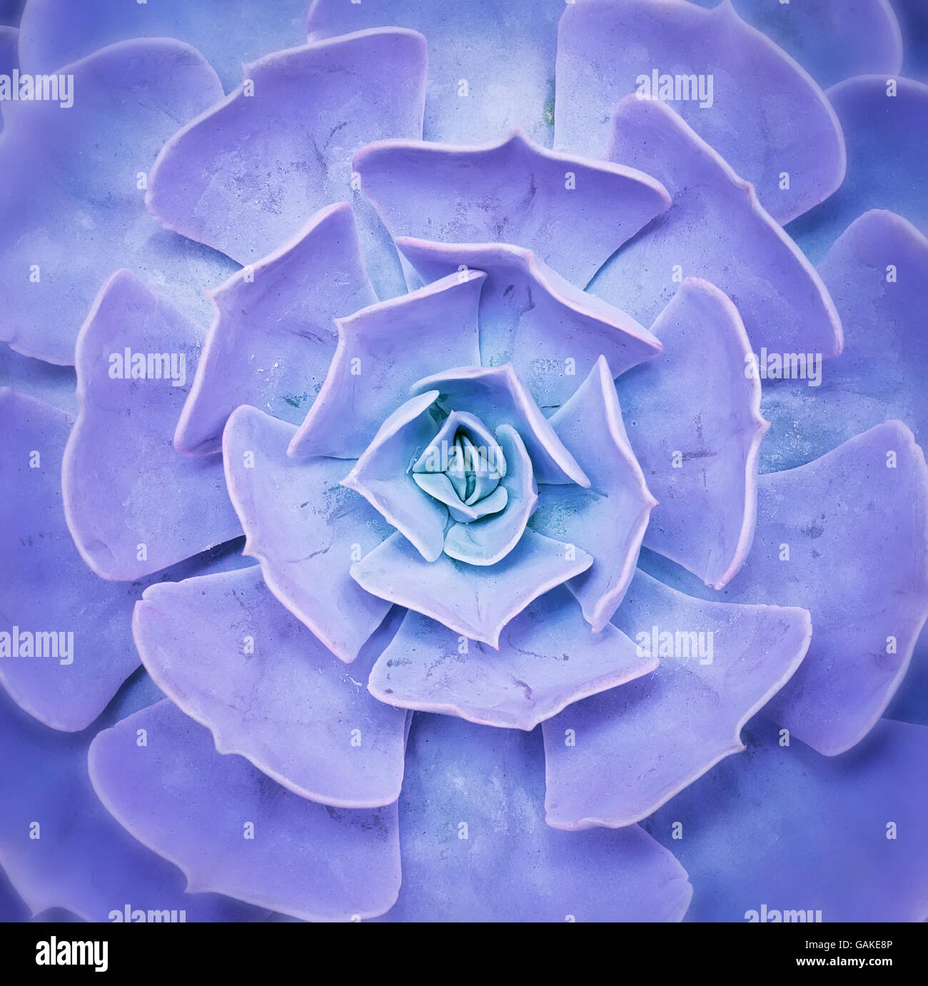 Cactus plantes grasses dans un semoir Banque D'Images