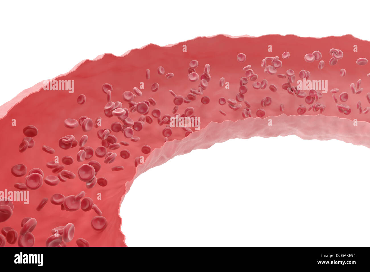 Les globules rouges coupés en passant par les veines du système circulatoire. 3d illustration Banque D'Images