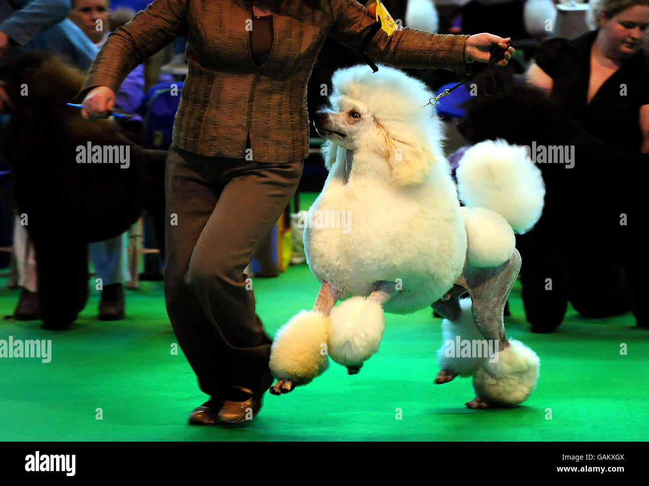 A Standard Poodle, lors du jugement du spectacle de chiens Crufts ce matin, qui se déroule cette année au NEC à Birmingham. Banque D'Images