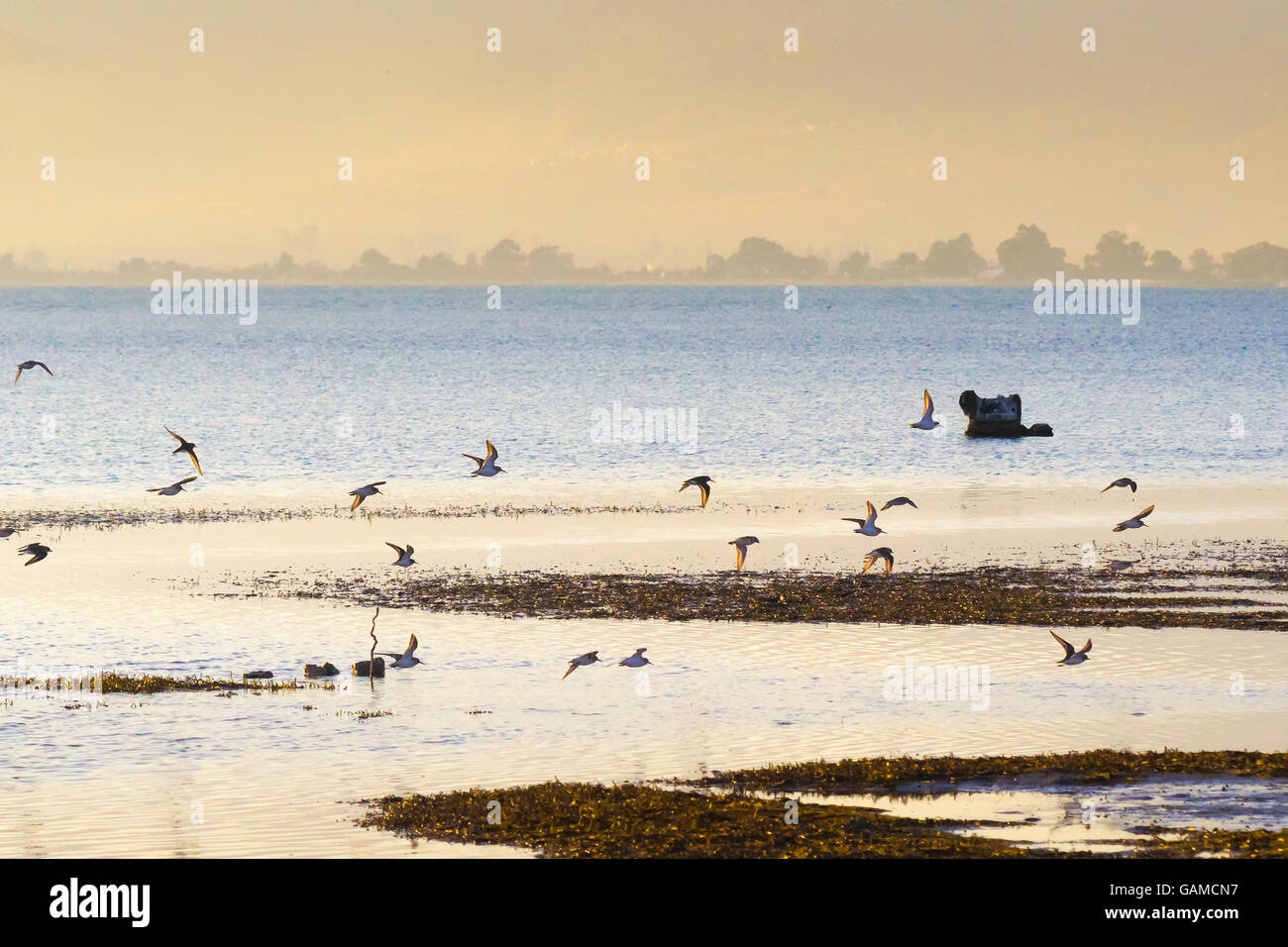 Paysage d'une zone humide à Nauplie en Grèce avec un troupeau d'oiseaux (Charadrius espèces) voler. Banque D'Images