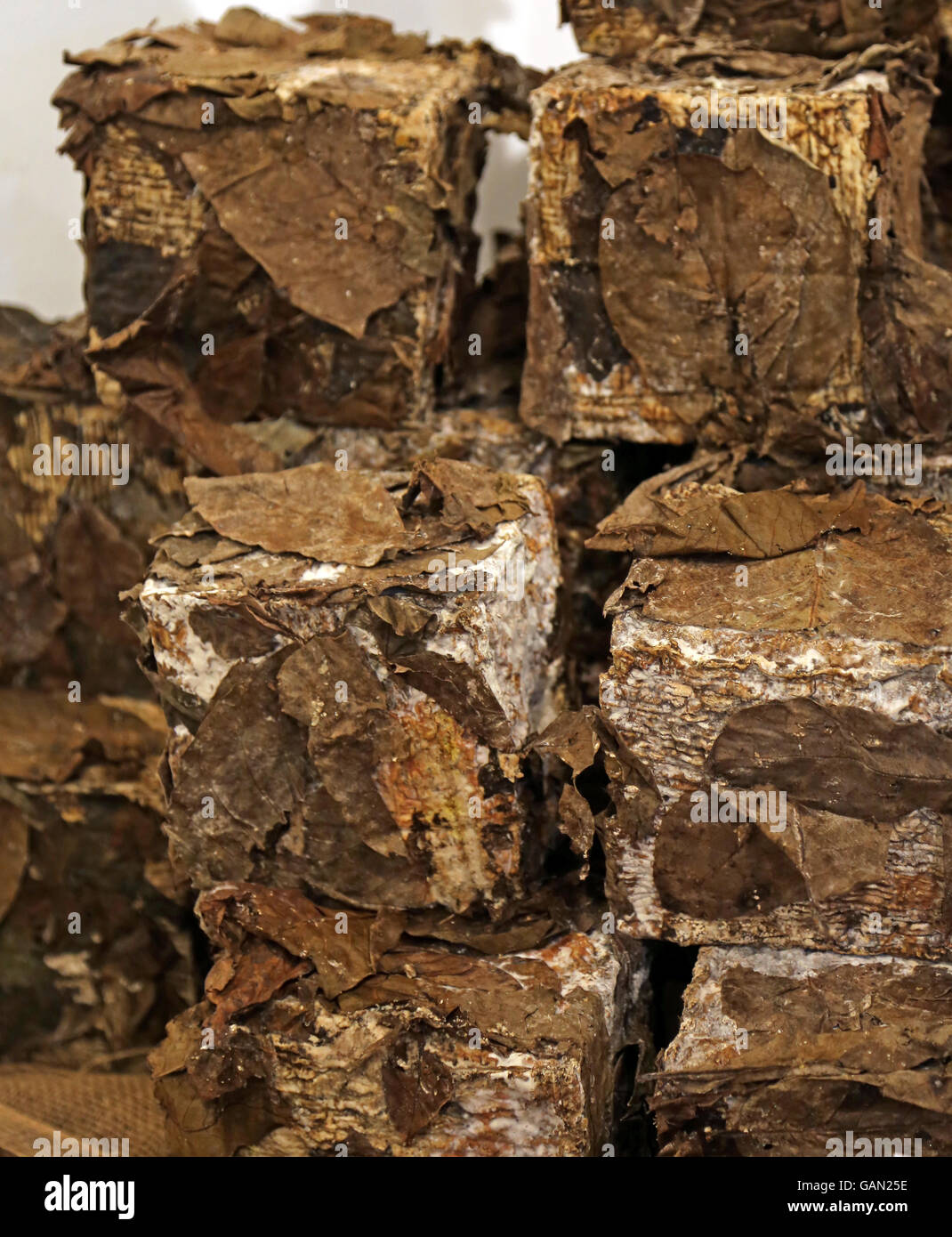 Cave de fromage enveloppé dans des feuilles pour l'assaisonnement parfait et l'enrichissement de la saveur. Une vraie cuisine italienne Banque D'Images