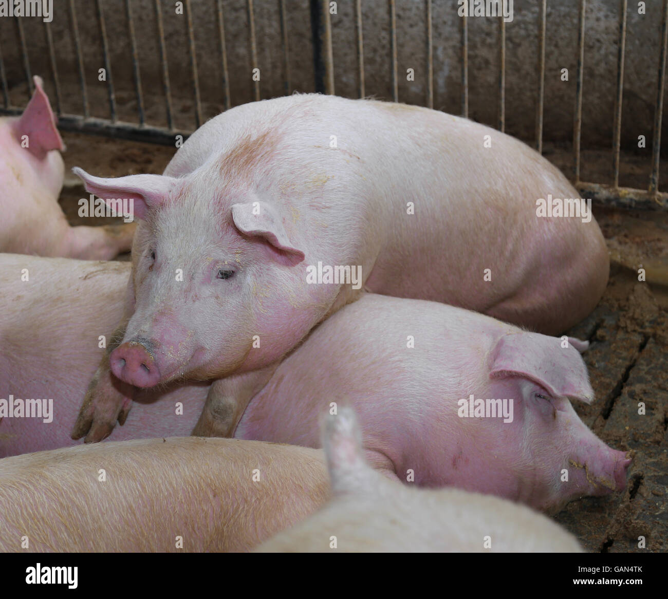 Gros et grand cochon penché au-dessus de l'arrière d'un autre cochon dans l'élevage de porcs Banque D'Images