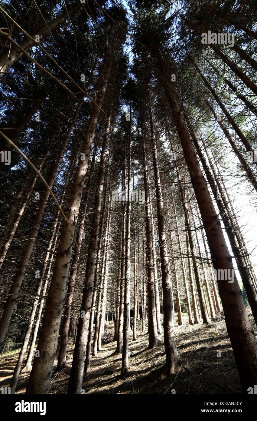 Des troncs d'arbres dans les forêts vierges de conifères, de sapins, de pins et de grands hêtres Banque D'Images