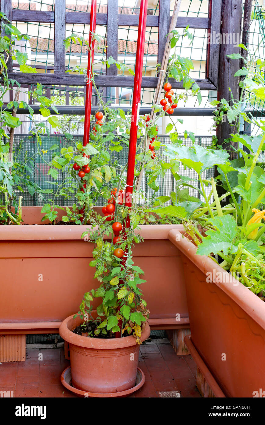 Les tomates dans le jardin rouge vase urbain sur une terrasse Banque D'Images