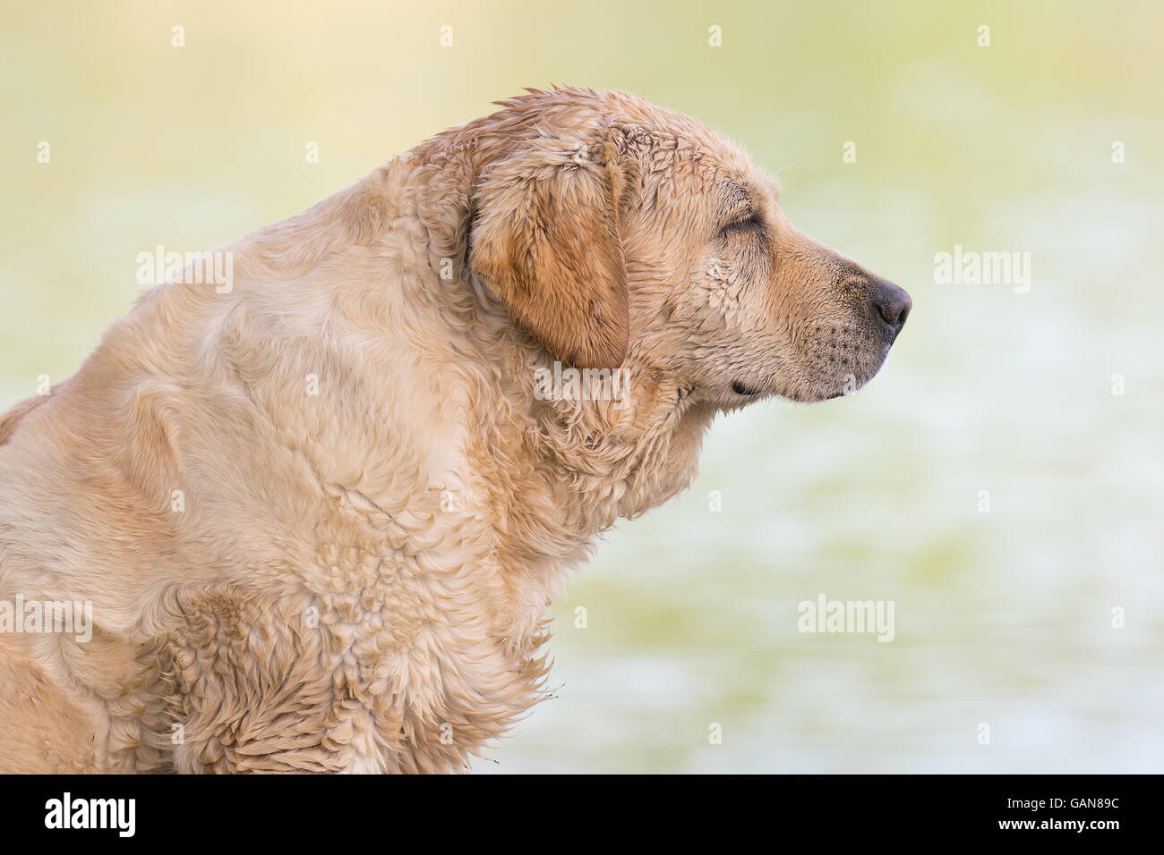 Portrait de chien mouillé sans-abri au lac Beletsi en Grèce. Banque D'Images