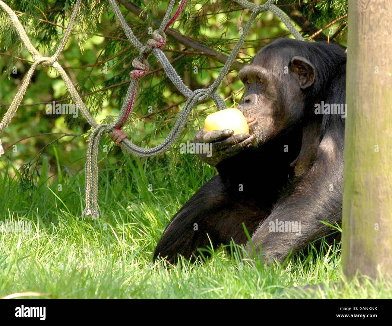 Un chimpanzé au zoo de Chester, Chester, se rafraîchit de la chaleur avec un lally glacée. Banque D'Images