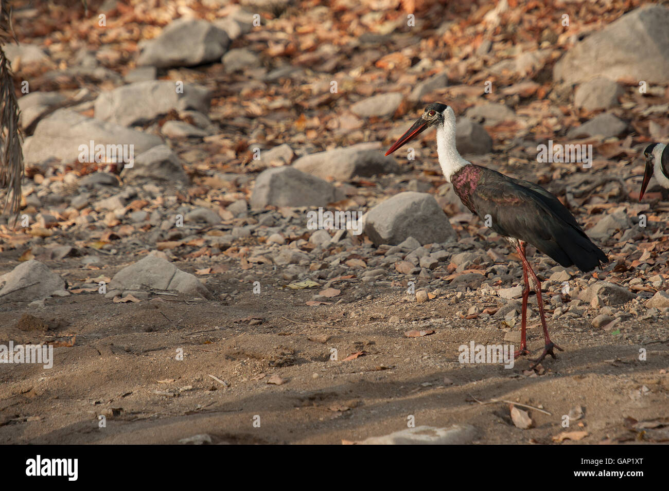 À COL Wolly, Stork Ciconia episcopus, Ciconiidae, le parc national de Ranthambore, en Inde Banque D'Images