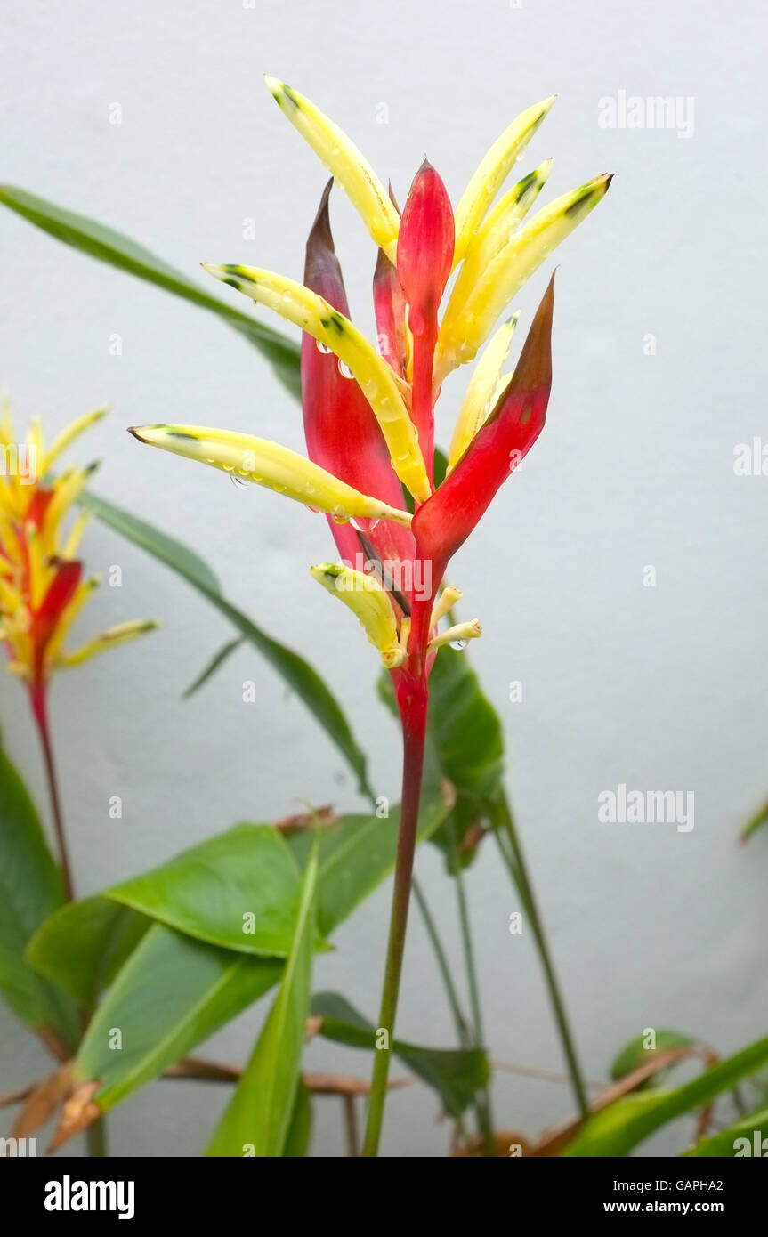 Bird of Paradise flower, usine de Strelitzia Banque D'Images