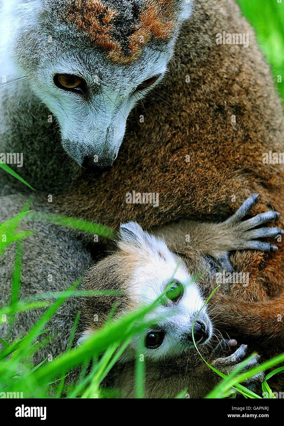 Bébé couronné lémurien Kali né le 19 avril, avec mère Rose, au zoo de Twycross, Leicestershire. Banque D'Images