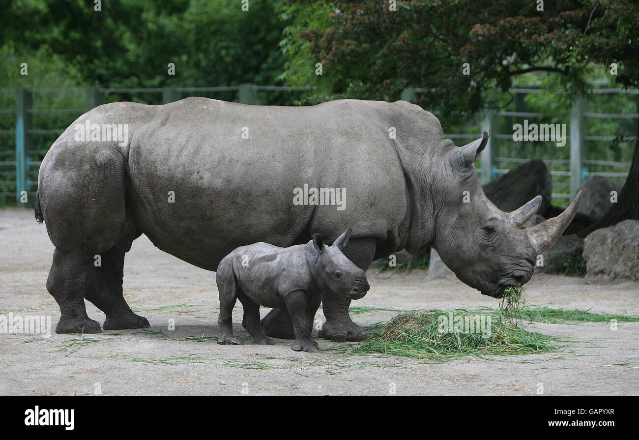 PHOTO AUTONOME. La dernière addition au zoo de Dublin, un bébé rhinocéros blanc avec mère Ashanti comme elle a été dévoilée au public au zoo. Banque D'Images