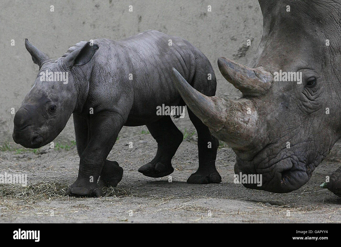 La dernière addition au zoo de Dublin, un bébé rhinocéros blanc avec mère Ashanti comme elle a été dévoilée au public au zoo. Banque D'Images