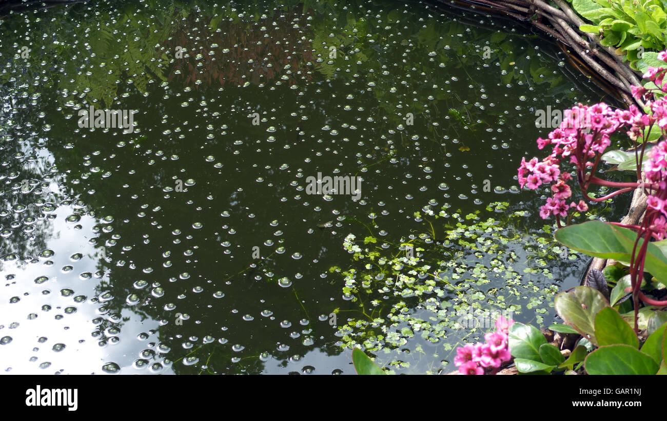 Bulles d'oxygène sur l'étang de jardin en raison de la photosynthèse des plantes submergées. Cheshire, Royaume-Uni, Europe Banque D'Images