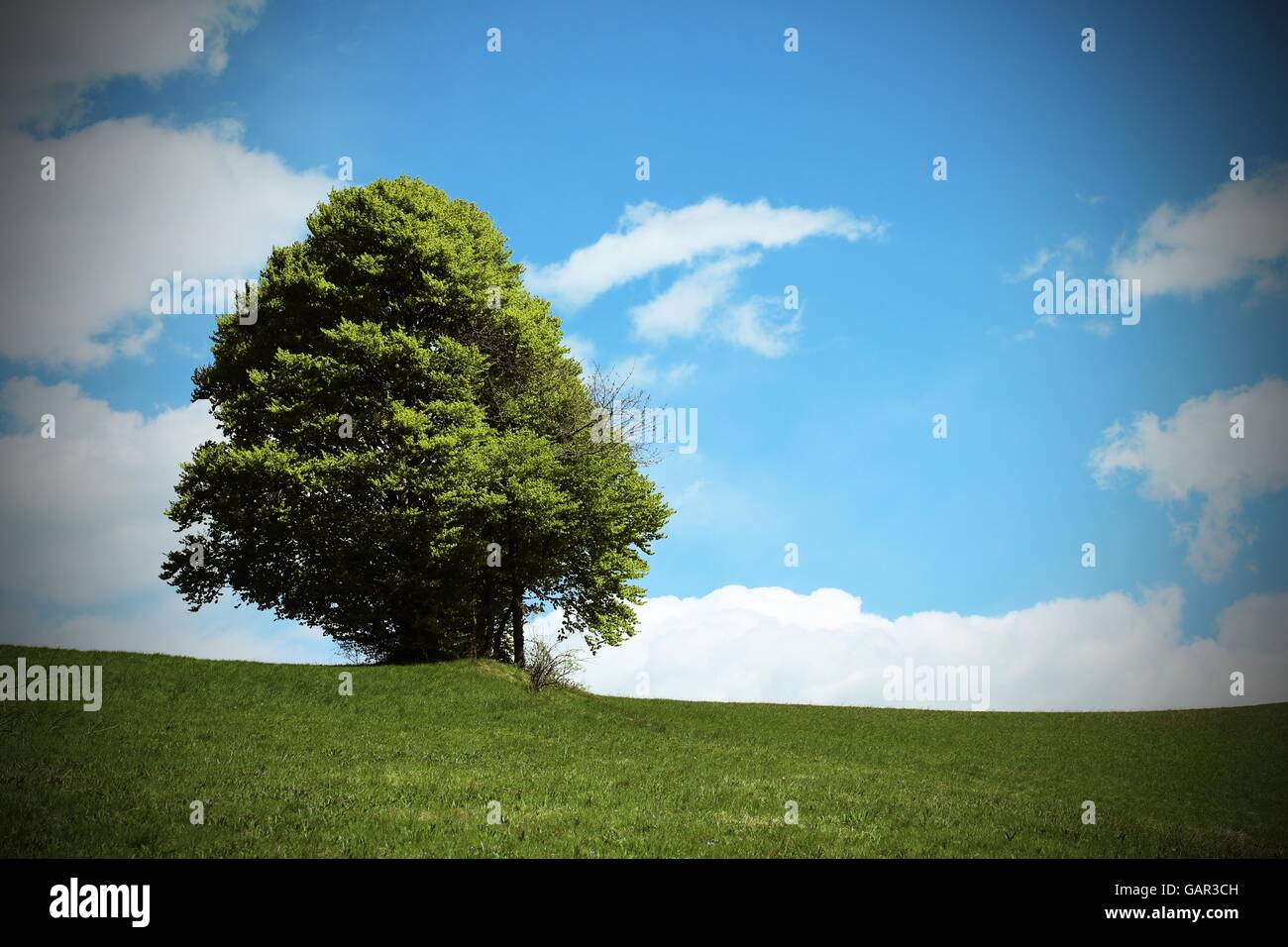 Arbre isolé au milieu de la prairie de montagne en été Banque D'Images