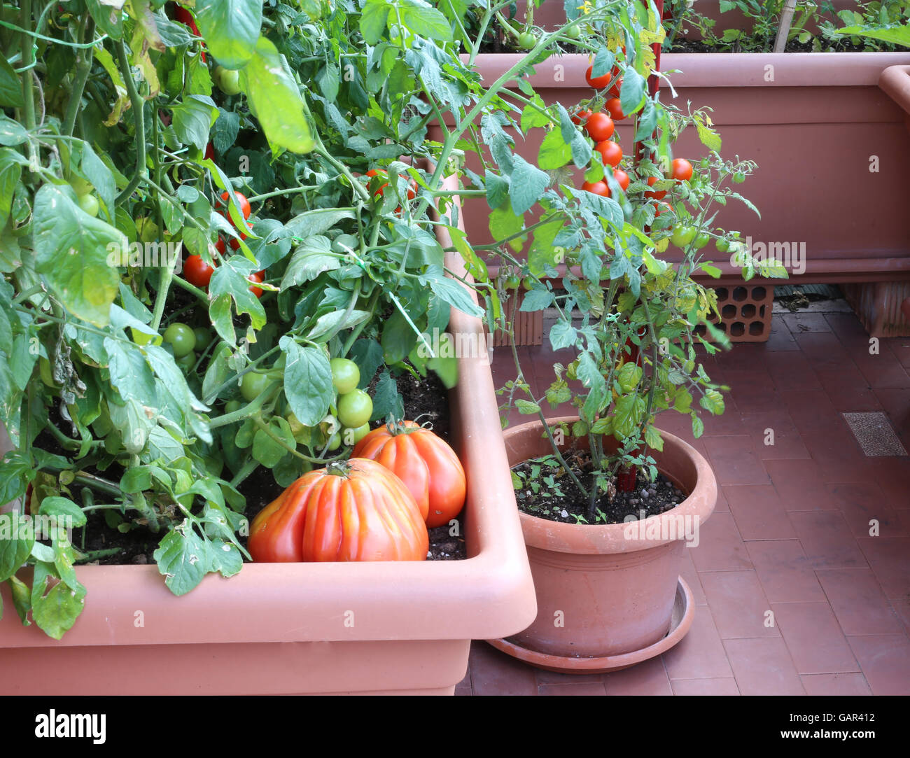 Les plants de tomates dans le jardin rouge vase urbain sur une terrasse d'un appartement Banque D'Images
