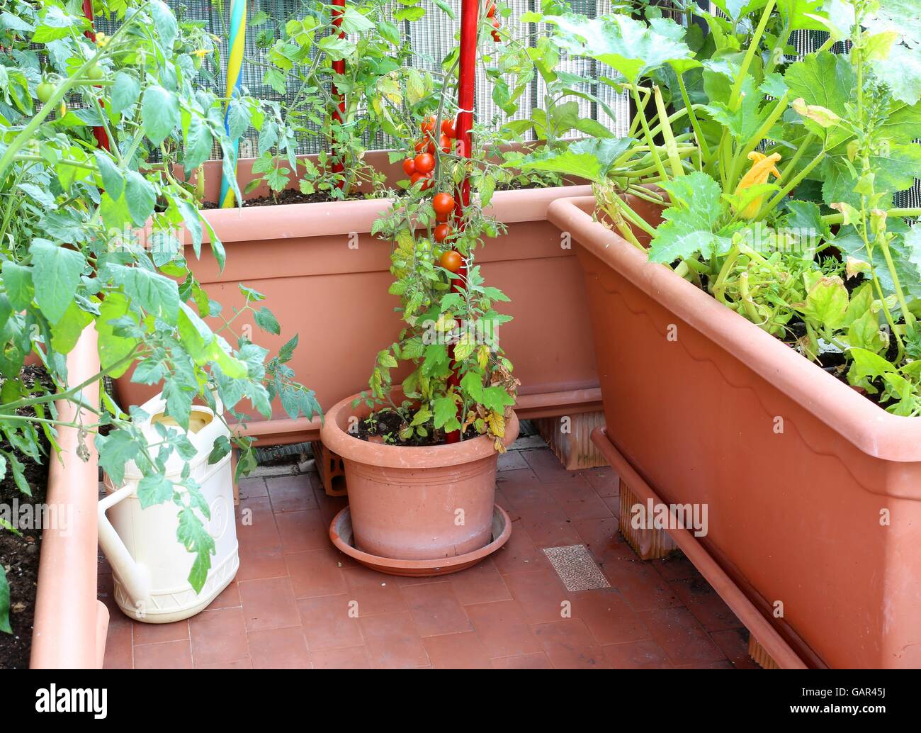 Plante en pot avec des tomates de vigne rouge dans un petit jardin urbain sur la terrasse vacances Banque D'Images