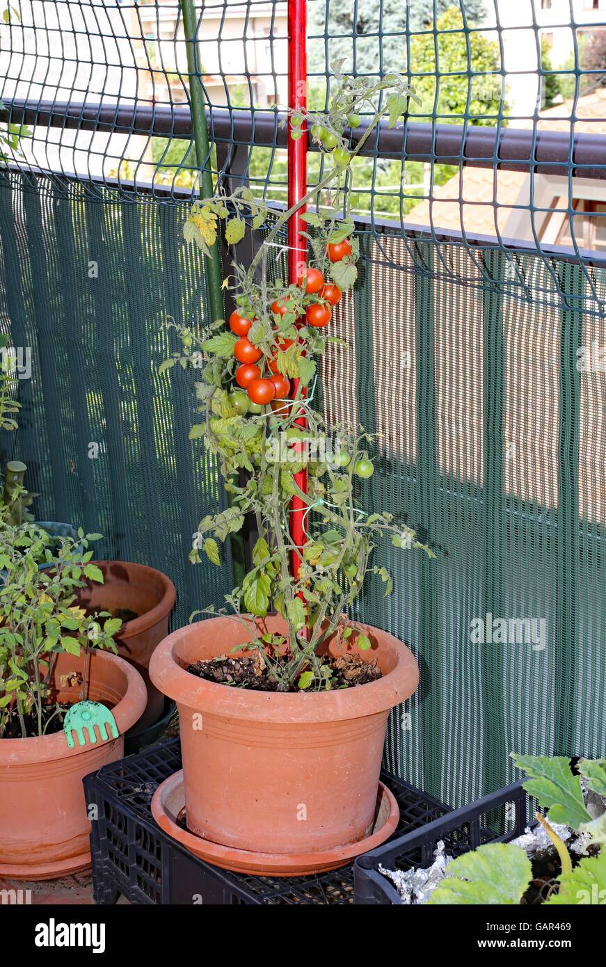 Plante en pot avec des tomates de vigne rouge dans un petit jardin urbain sur la terrasse appartement en ville Banque D'Images