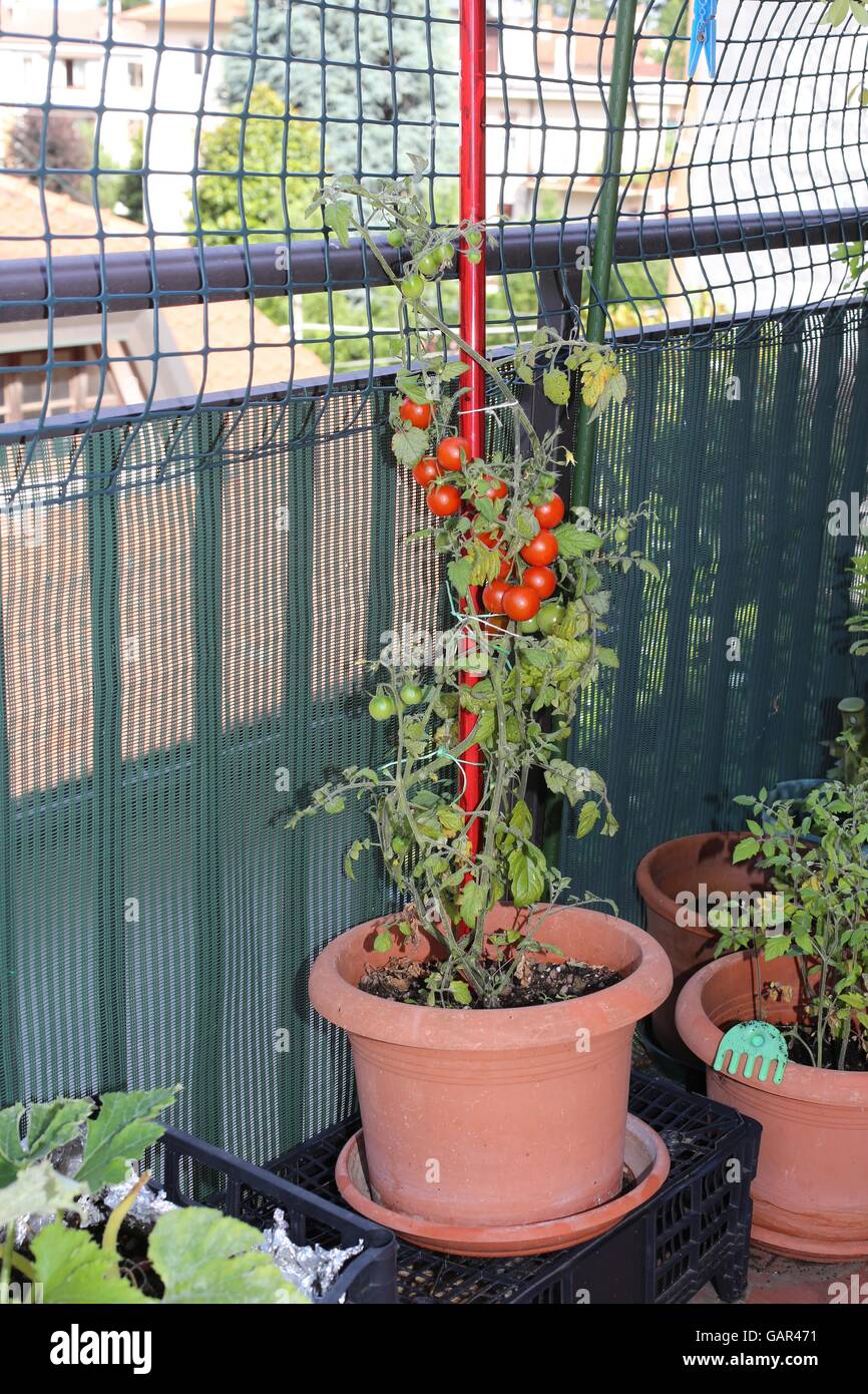 Plante avec des tomates de vigne rouge dans un petit jardin urbain sur la terrasse vacances Banque D'Images