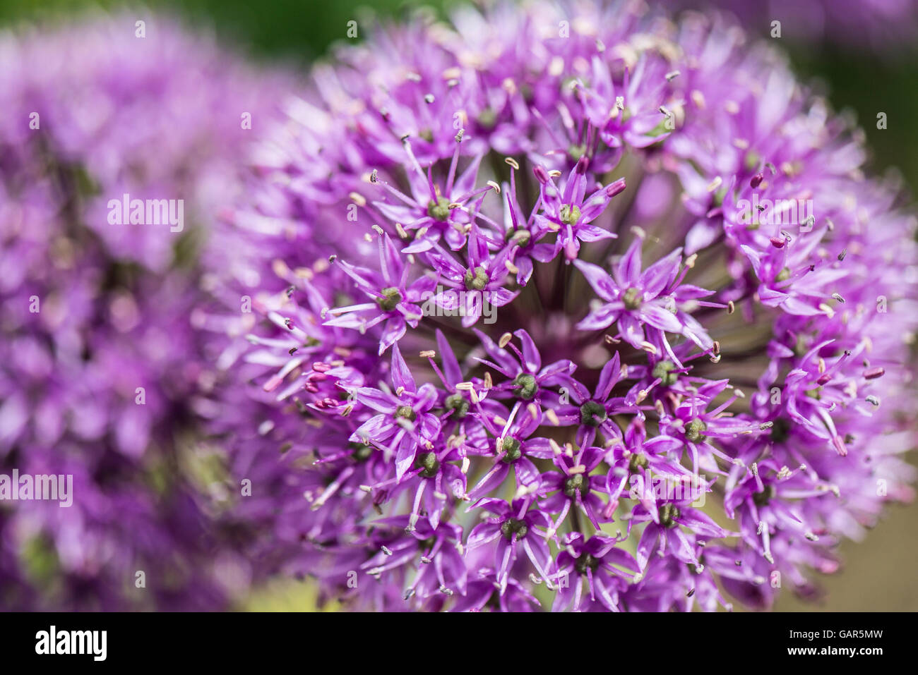 La fleur d'un géant l'oignon (Allium giganteum) Banque D'Images