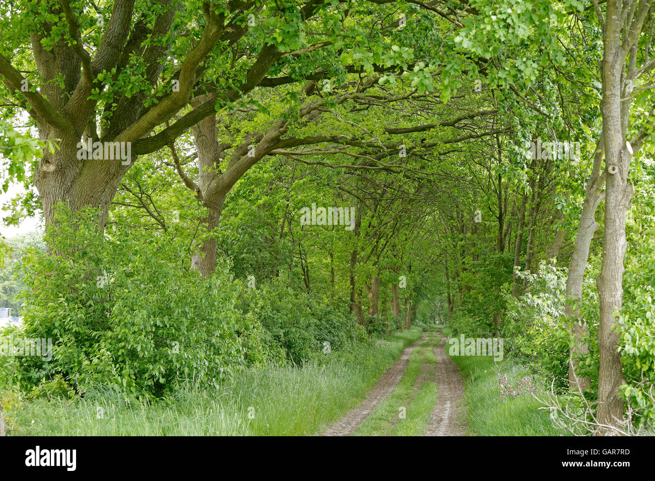 Piste en forêt, Tangendorf, Basse-Saxe, Allemagne Banque D'Images