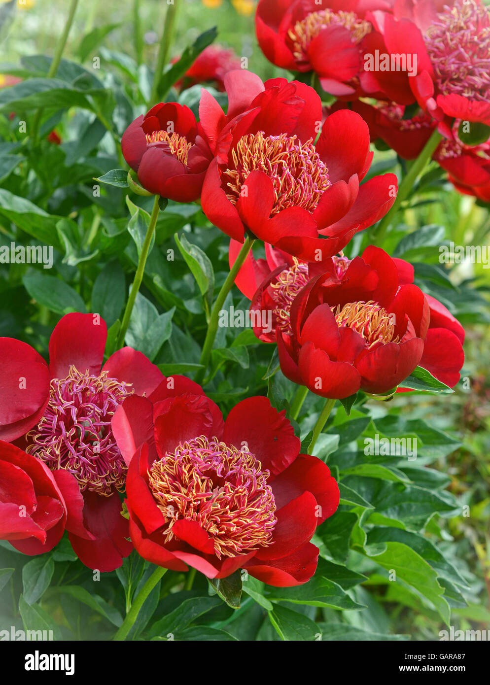 Les Japonais pivoines Dichromatic sélection de couleur cramoisi sont en fleurs dans le jardin. Banque D'Images