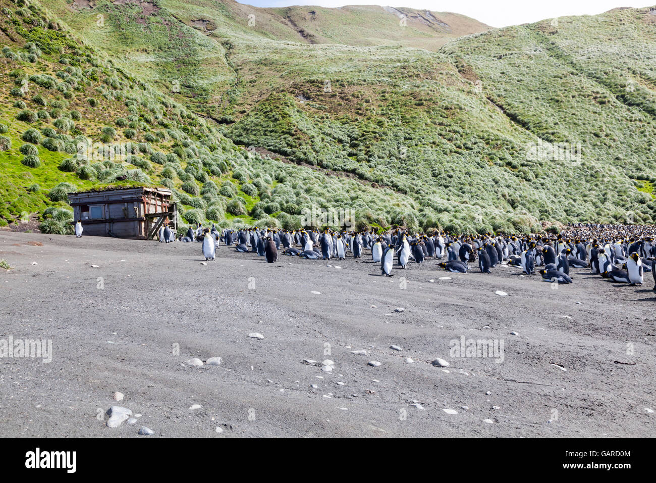 Manchots royaux à l'île Macquarie, Australie îles subantarctiques Banque D'Images