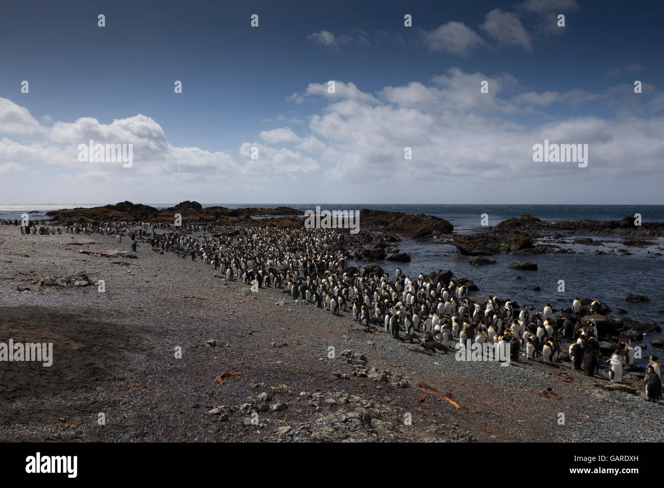 Manchots royaux à l'île Macquarie, Australie îles subantarctiques Banque D'Images