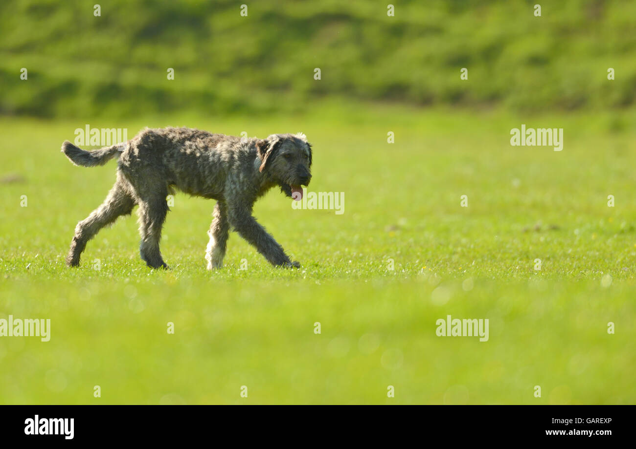 Shepherd Dog on meadow Banque D'Images