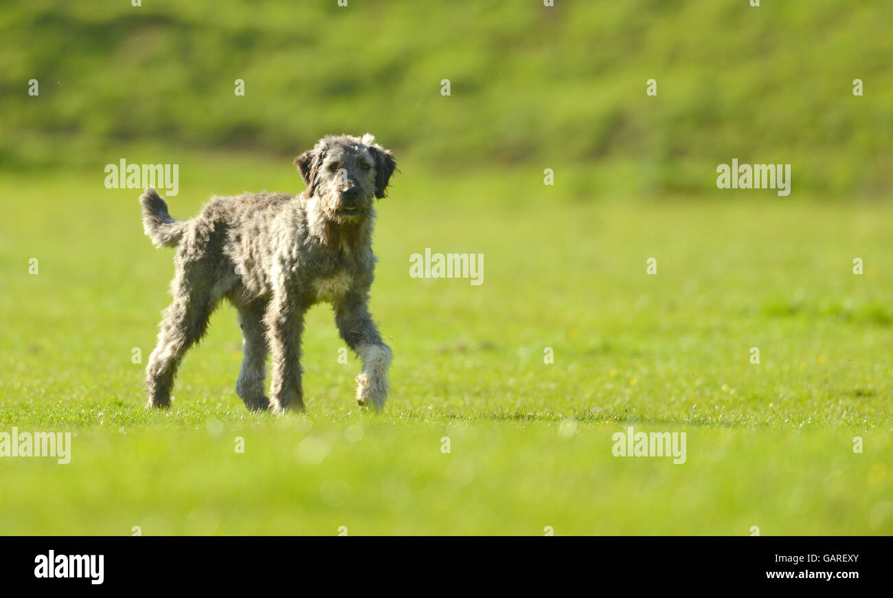 Shepherd Dog on meadow Banque D'Images