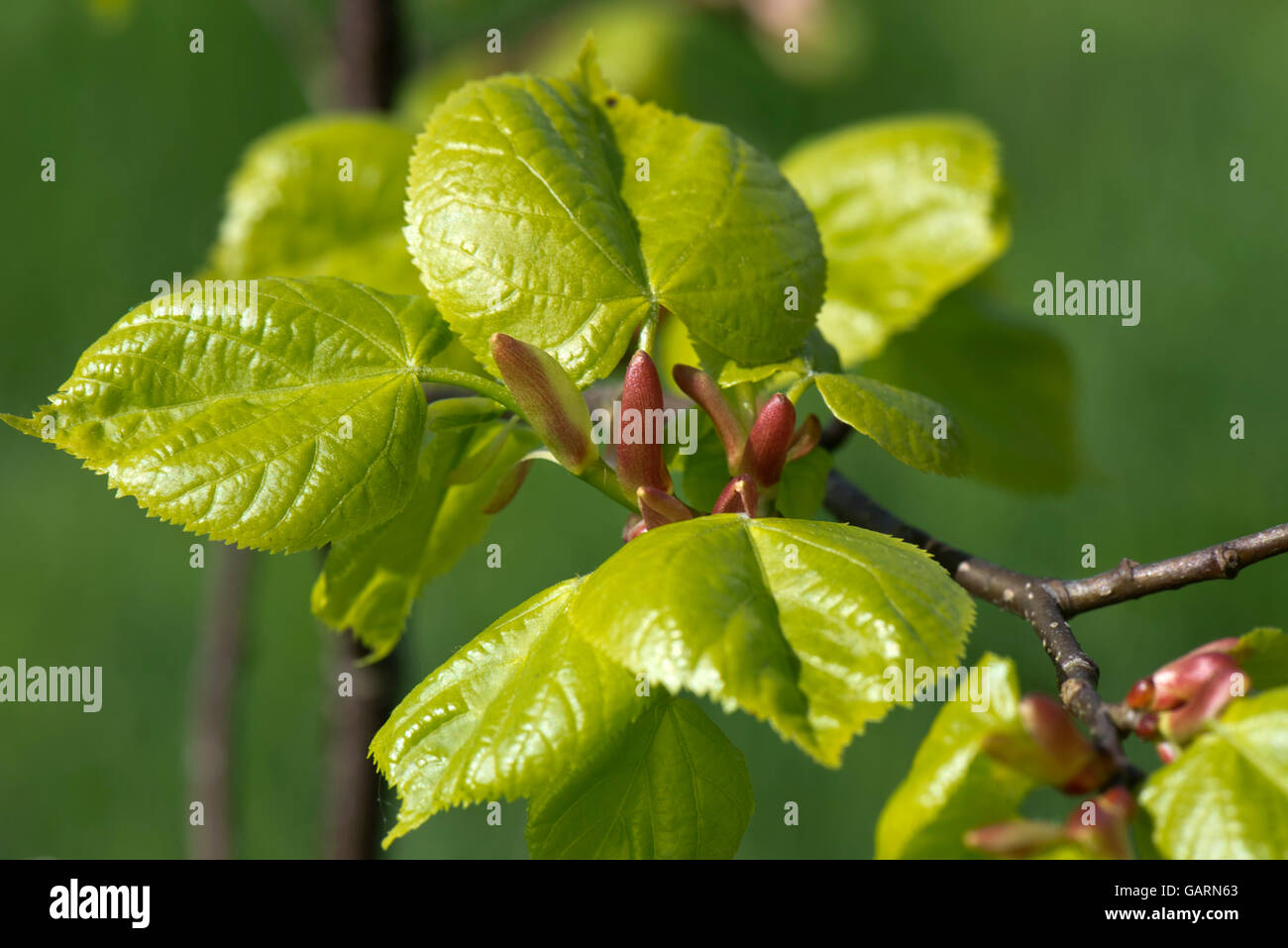 Les jeunes feuilles d'un petit feuilles tilleul, Tilia cordata, lumière vert acide au printemps, Mai Banque D'Images